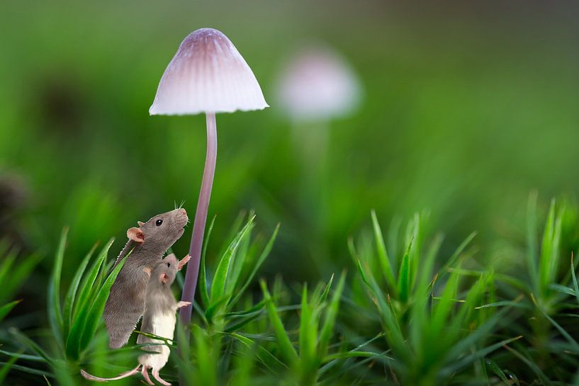 Leben in einer Fantasie (Makrofotografie) von Fotografie Jeronimo