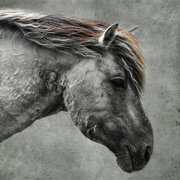 Konik horse | Concrete structure by RB-Photography