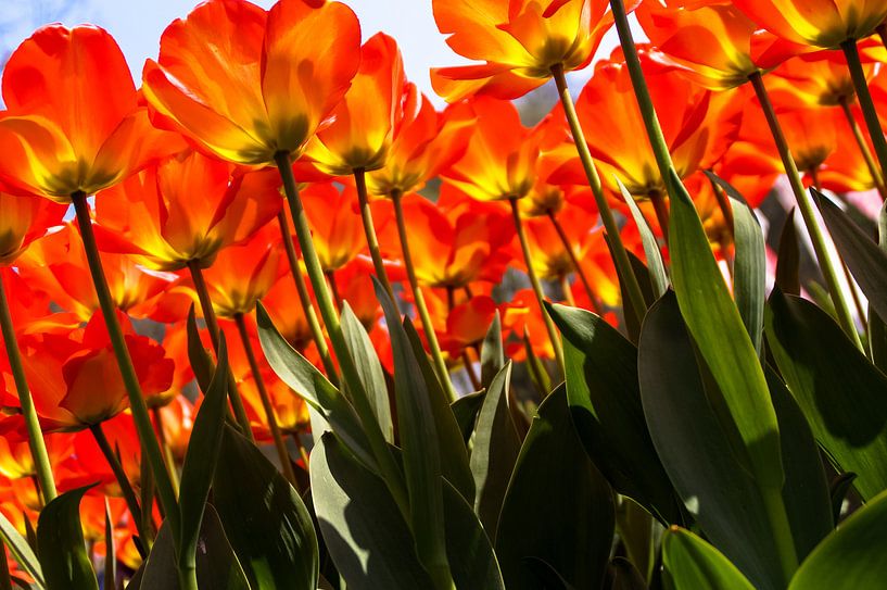 Verdrinken in een veld met rode-oranje tulpen by Sandra van Kampen