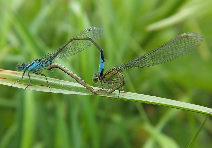waterjuffers by Pascal Engelbarts
