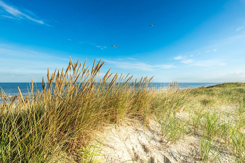 North Sea Dunes by Hannes Cmarits