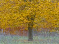 Yellow tree pep ventosa