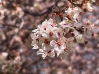 s'épanouir au printemps