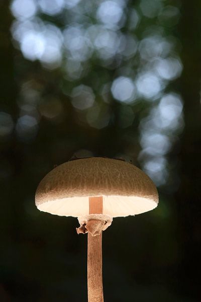 Sprookjesachtige paddenstoelen in het herfstbos van Thomas Jäger