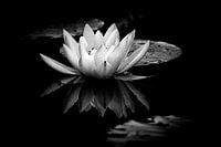 Selbstreflexion durch eine Seerose