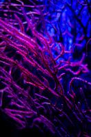 Roze en blauw koraal