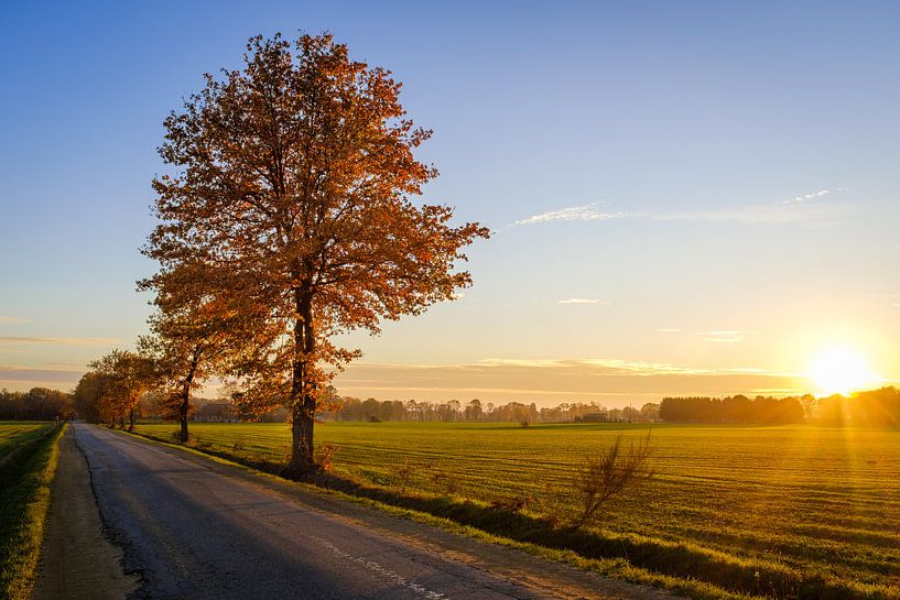 Baum bei Sonnenuntergang von Johan Vanbockryck