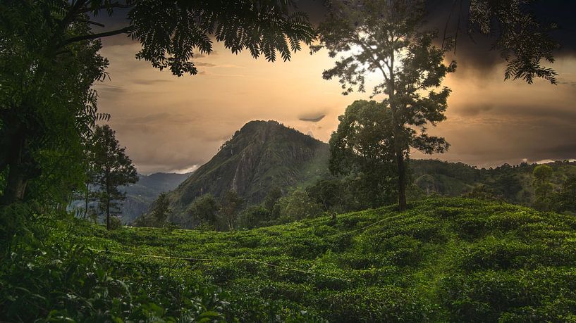 Tea plantation in Sri Lanka by Christian Möller Jork