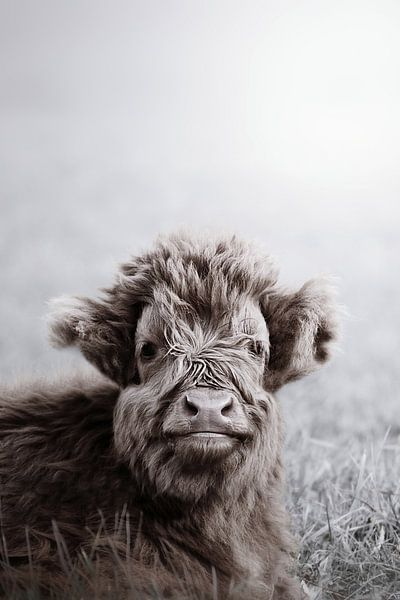 Bovins Fuzzy Highland par Monika Strigel