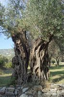 Olive tree