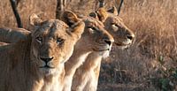 Three lionesses on the lookout.