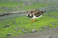 Schwarzkehlchen auf grünen, moosbewachsenen Steinen