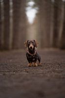 Theo The Dachshund Mystery Forest (La forêt mystérieuse du teckel)
