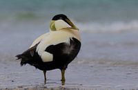Canard Eider