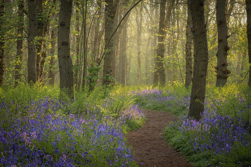 Märchenwald mit Waldhyazinthen von Eefje John