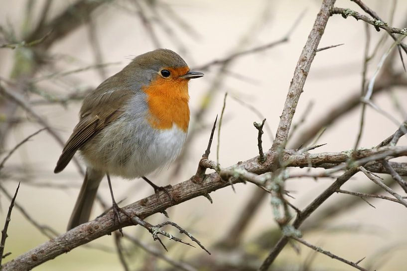 Porträt eines Rotkehlchens von Ronald Pol