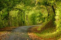 Country road near Chabenet (France)