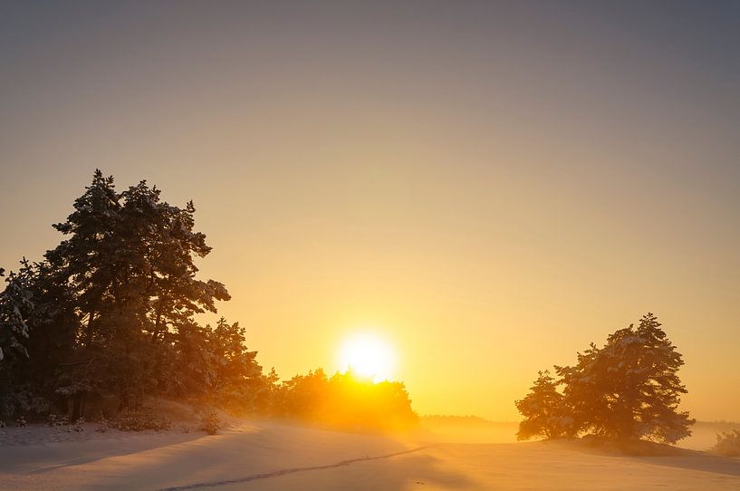Verschneite Winterlandschaft in einem Treibsanddünengebiet von Sjoerd van der Wal Fotografie
