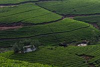 Teeplantagen Kerala Indien