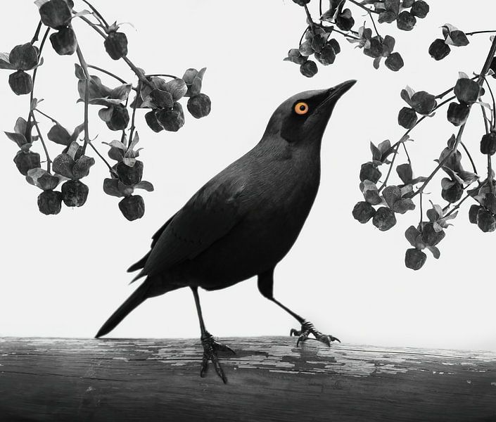 Wasseramsel von Klaartje Majoor