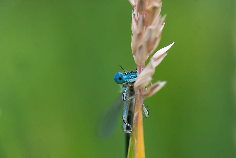 Sniffer frontal by Bas Mandos