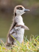 Porträt einer jungen Nilgans