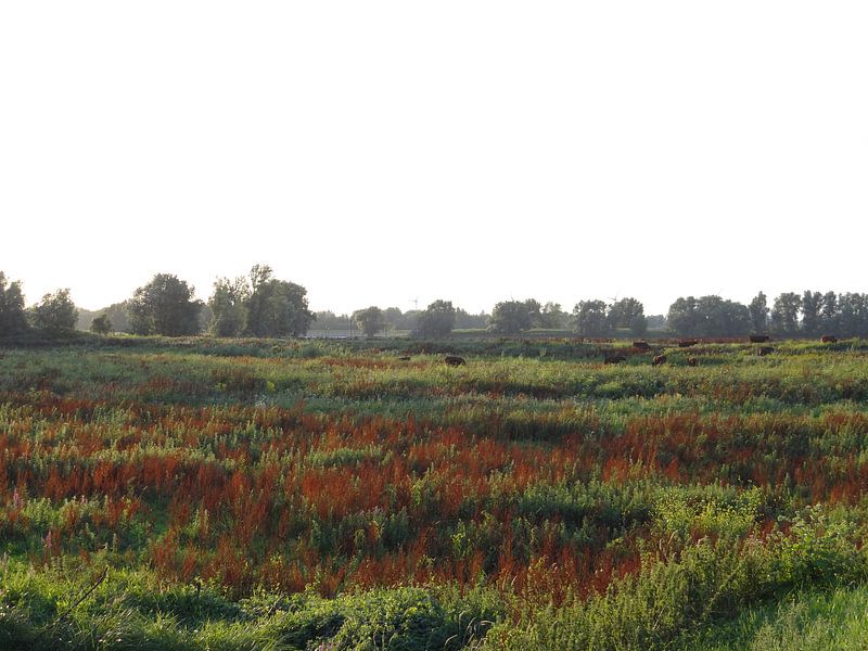 Aan de Waal 6 by addy de meij