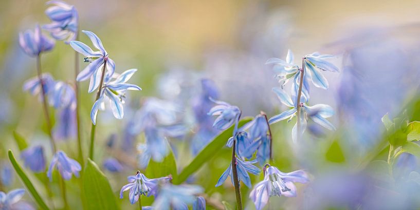 star hyacinth by Hanneke Luit