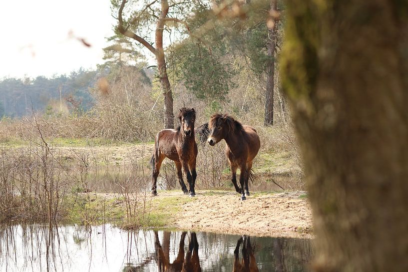 Chevaux sauvages par Daniëlle Eibrink Jansen