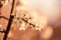 Soft Blossom in Spring Glow