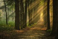 Allee der Bäume mit Sonnenharfen