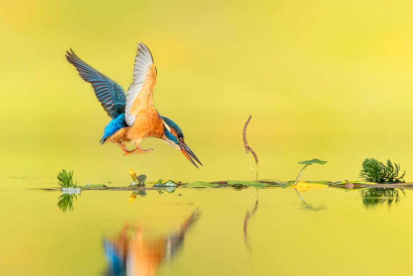 My diving lady... by Wim Hufkens