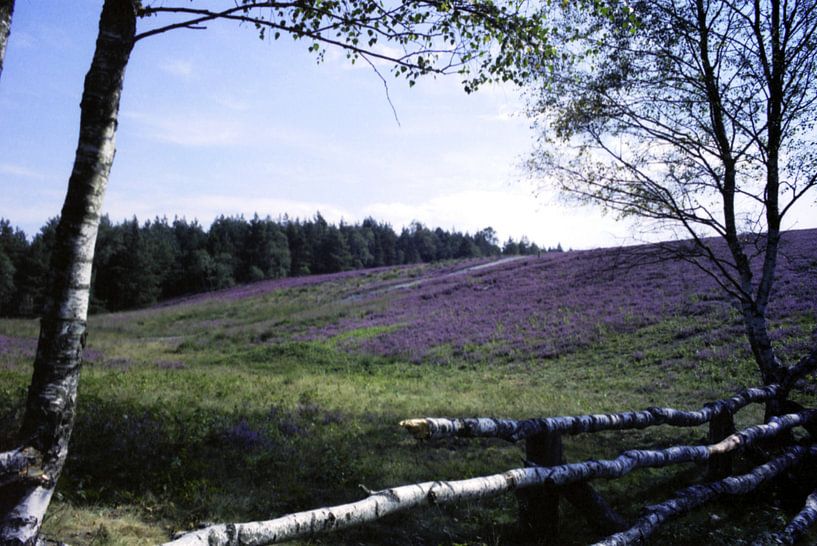 Birkenzaun by Joachim Serger