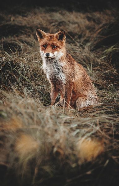 Sitzende Füchse im Gras von Leanne Verdonk