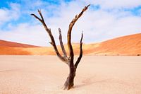 L'arbre qui danse...