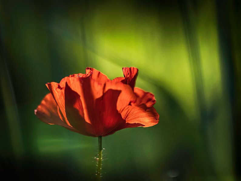 Mohn im Sonnenlicht von natascha verbij