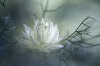 Mysterious - Die Jungfer im Grünen