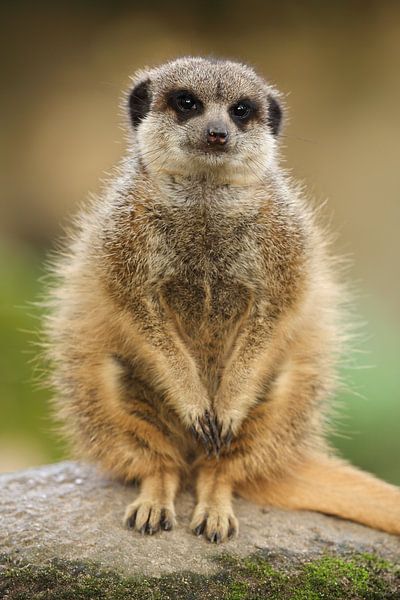 Suricates (Suricata suricatta) par Ronald Pol