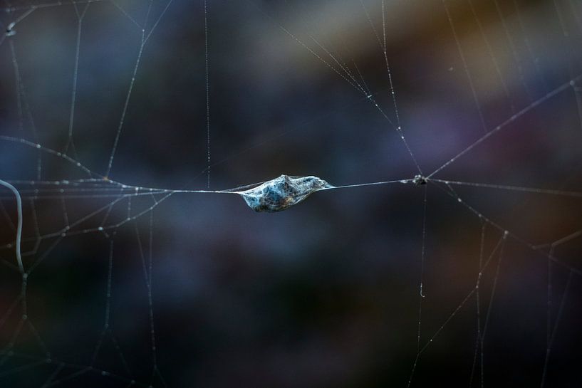 De schoonheid van de natuur von AnyTiff (Tiffany Peters)