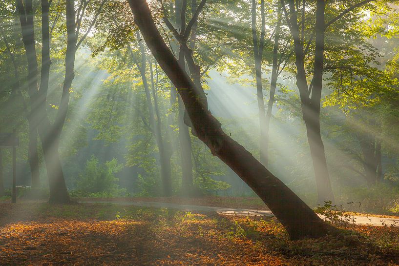 Sunbeams by Thijs Friederich