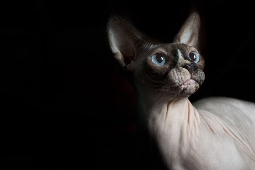 Nackte Katze mit blauen Augen von Cindy Van den Broecke