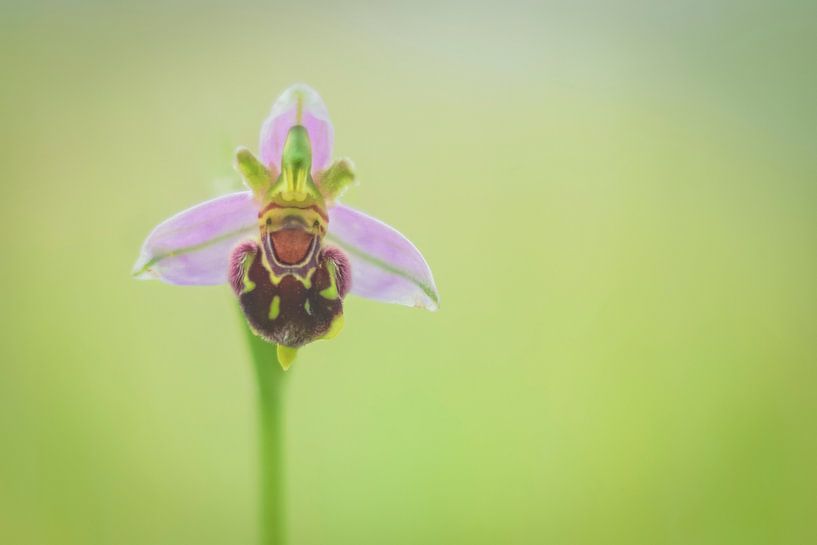 Een Bijenorchidee van Karin Tebes