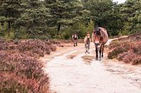 De magnifiques chevaux sauvages
