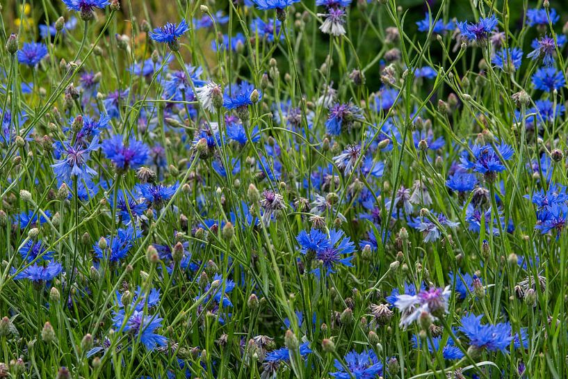 Field full of flowering blue cornflowers by Jolanda de Jong-Jansen