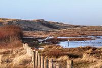 View of the dunes.