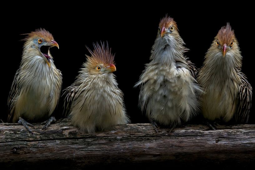 Guirakuckuck von Heiko Lehmann