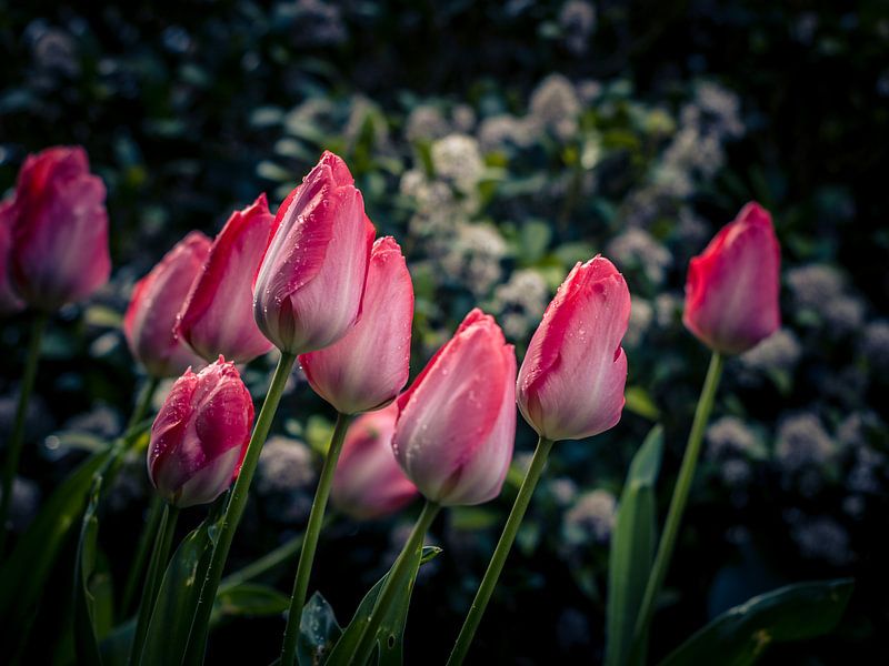 Les tulipes au printemps par Anke de Haan