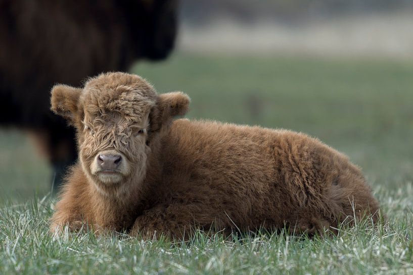 Highlander écossais par Maarten Verhees