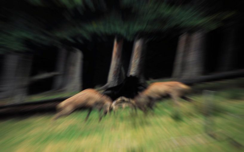 Vechtende edelherten tijdens de bronst by Ronald Wilfred Jansen