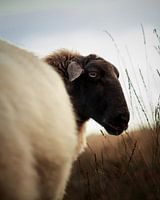 Portrait of sheep in heather field I